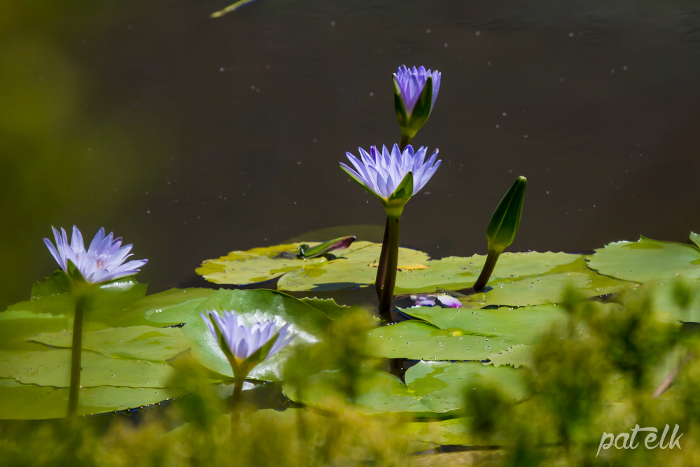 blue lilies