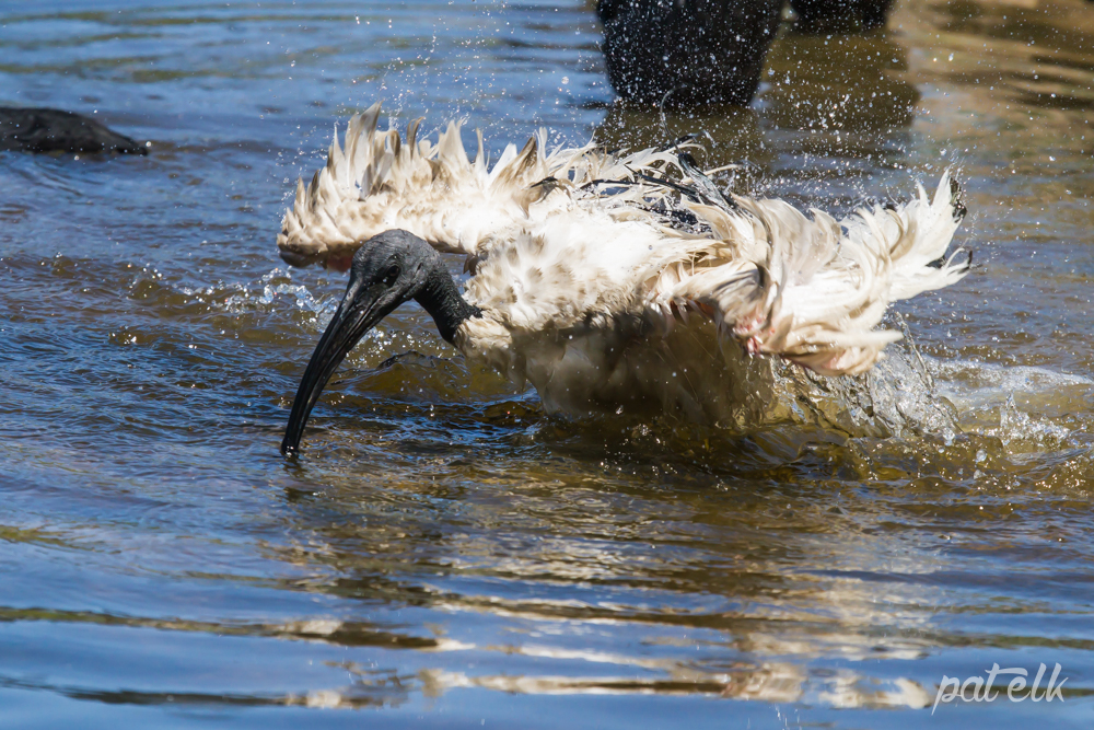 sac ibis swim