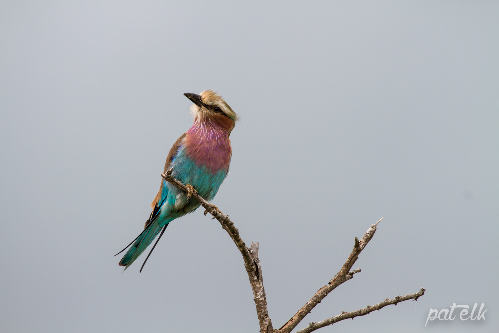 KNP Lilac roller