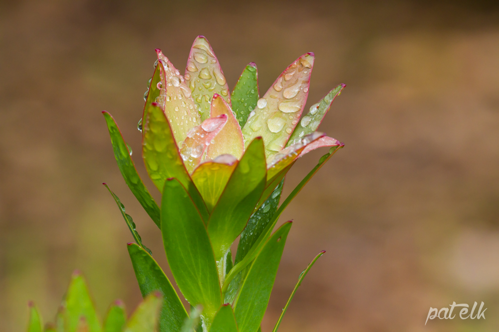 Raindrop leaves