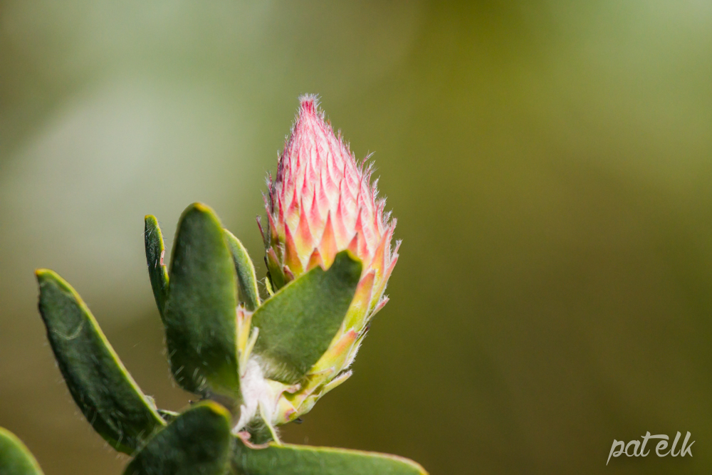 protea budlike
