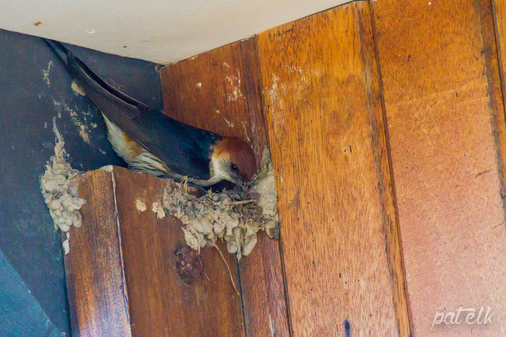 striped swallow nest