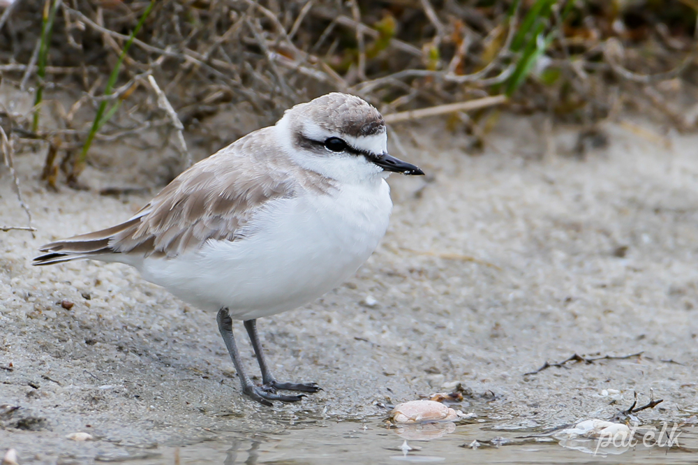 White front plover